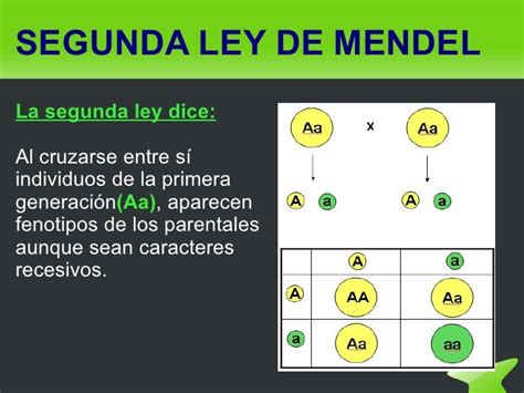 Leyes De Mendel