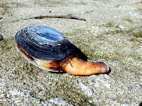 Geoduck Clam Ocean Treasures Memorial Library