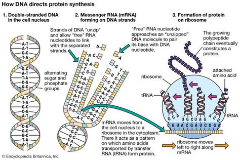 Cell - DNA: the genetic material | Britannica