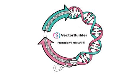 벡터빌더 Premade Ivt Mrna 런칭 뉴스 레터