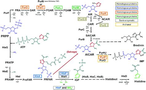 Biosynthesis Of Amino Acids Biology Libretexts Off