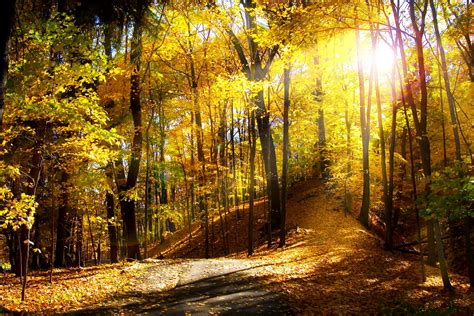 Sfondo Foresta Natura Luce Del Sole Sfondi Gratis