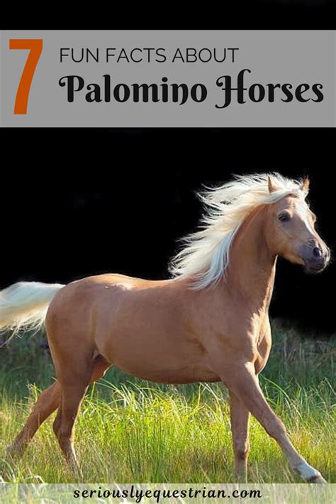 Palomino Horses History Fun Facts Photos And Care Seriously