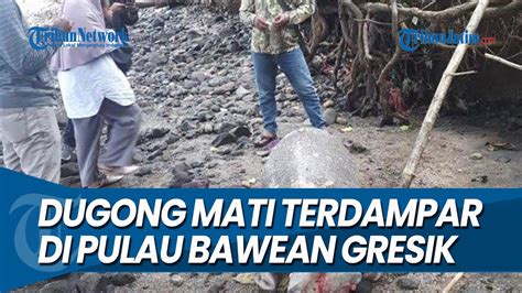 Dugong Mati Terdampar Di Pulau Bawean Gresik Youtube