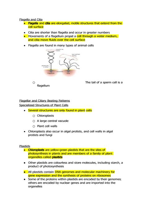 Flagella In An Plant Cell