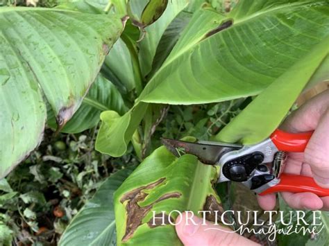 Always Follow These General Rules When Cutting Back Canna Lilies