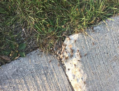 Pest Spotlight: Ant Swarmers - Poulin's Pest Control