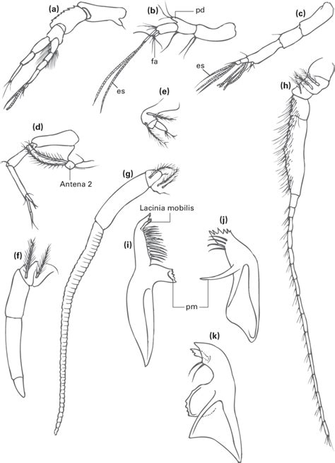 A A1 Con Los Dos Flagelos Bien Desarrollados En Machos Adultos De Download Scientific Diagram