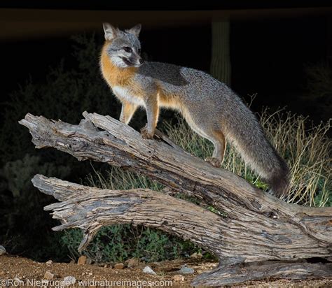 Gray Fox | Marana, near Tucson, Arizona. | Photos by Ron Niebrugge