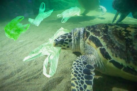 The Shocking Truth All Sea Turtles Are Suffering From Microplastics