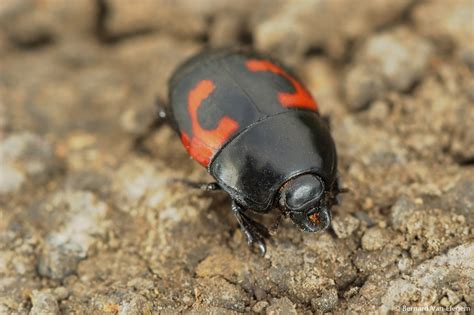 Clown Beetle | Bernard Van Elegem