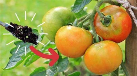 Wie Oft Tomaten D Ngen Nat Rliche D Nger Richtig Anwenden Und Ertr Ge