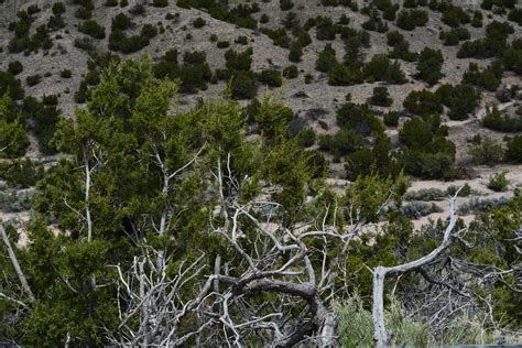 Free Images Landscape Tree Forest Wilderness Snow Winter Trail