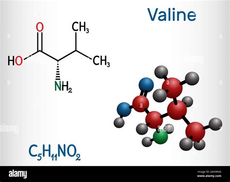 La Valine Val Molécule Dacide Aminé Est Il Est Utilisé Dans La Biosynthèse Des Protéines