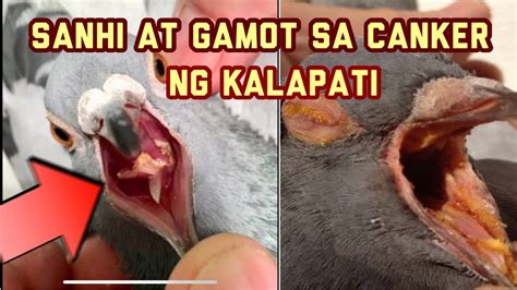 Sanhi At Gamot Sa Canker Ng Kalapati Youtube