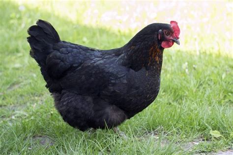 Black Sex Link Chickens Breed Complete Guide Eco Peanut