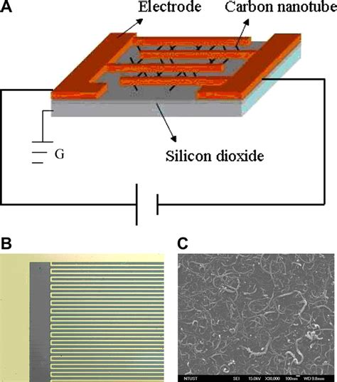 A Multiwalled Carbon Nanotubes Mwcnt Based Sensor Is Composed Of