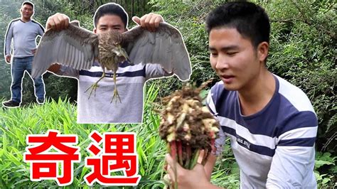 【石頭記事】小鄧進山拔生薑，撿到了一隻動物，大家看看有認識的嗎？ Youtube