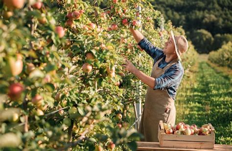 Happy Smiling Male Farmer Worker Crop Picking Fresh Ripe Apples In Orchard Garden During Autumn