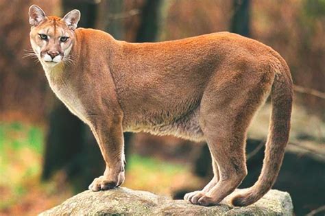 Autenticaci N Hueso Posponer Cual Es La Alimentacion Del Puma Folleto