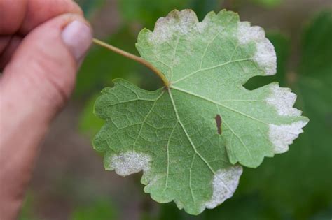 Mehltau An Wein Vorbeugen Und Bek Mpfen