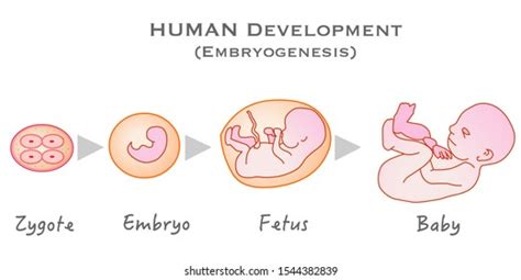 5,718 Zygote Images, Stock Photos, 3D objects, & Vectors | Shutterstock