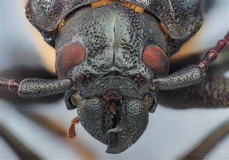 Live Oak Root Borer Archodontes Melanopus Closeup [oc] [2048x1429] R Macroporn