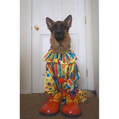 GSD-Milo | Cute dog costumes, German sheperd dogs, German shepherd costume