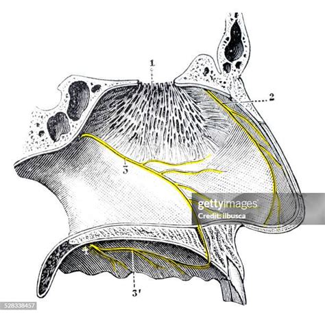 185 Inside The Human Nose Stock Photos High Res Pictures And Images