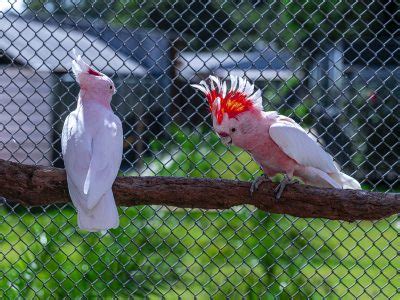 Fotos Cacatua Major Mitchell Lophochroa Leadbeateri Tamb M Conhecida