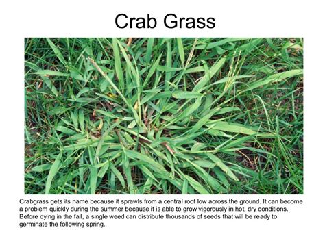 5 Common Grass Weeds In Texas