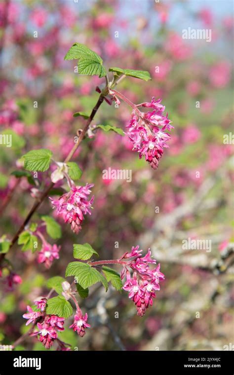 Close Up Of Flowers On A Red Flowering Currant Ribes Sanguineum Shrub