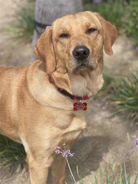 Golden Retriever Yellow Lab Mix