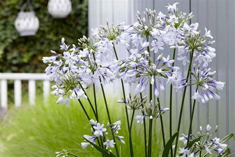 18 Varieties Of Agapanthus Lily Of The Nile AMERICAN GARDENER