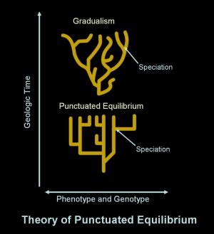 Punctuated Equilibrium