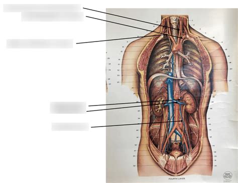 Cardio Poster Diagram Quizlet