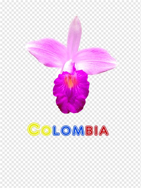 Cattleya Colombia Cattleya Orquidea Para Dibujar