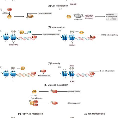 Function And Regulation Of Gcn5 In A Maintaining Genome Integrity