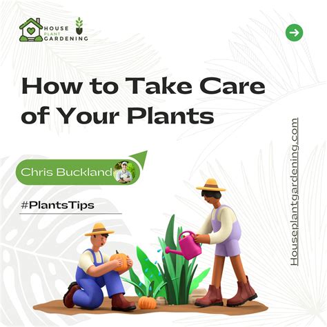 How To Take Care Of Your Plants By Chris Buckland Issuu