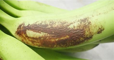 Banana Rust Thrips General Information Better Bananas