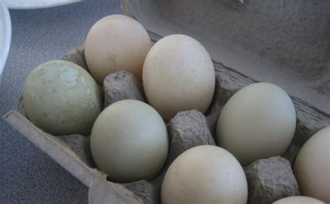 Top 10 Jumbo And Extra Large Egg Laying Chicken Breeds