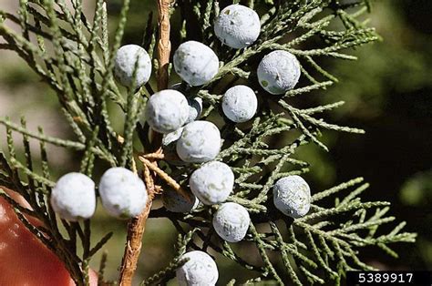 Alligator Juniper Juniperus Deppeana