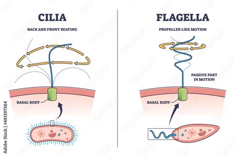 Flagella Diagram