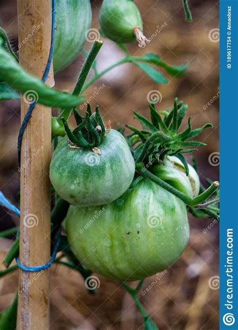 Tomates Verdes Sin Madurar En Una Rama En Un Invernadero Verduras