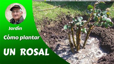 COMO PLANTAR UN ROSAL Cap 1 6 de la serie CÓMO CULTIVAR BELLAS ROSAS