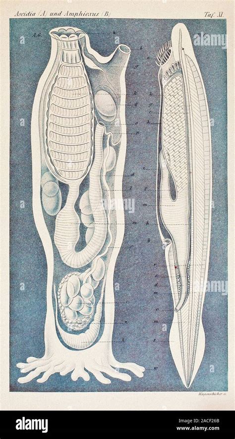 Sea Squirt And Lancelet Historical Artwork Of Longitudinal Sections Through A Sea Squirt