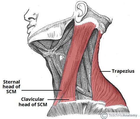 The Accessory Nerve Cn Xi Course Motor Teachmeanatomy