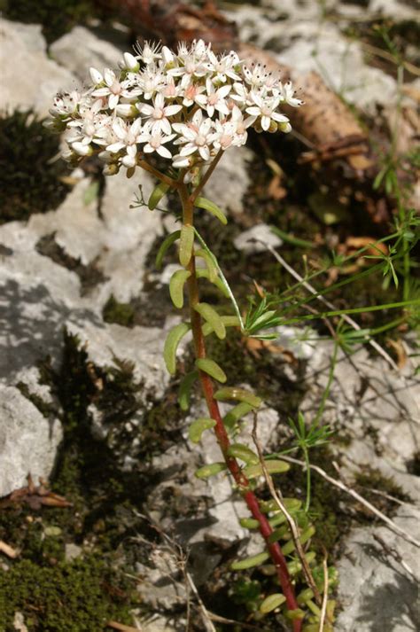 Bela Homulica Sedum Album Slovenska Flora