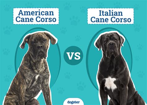 American Cane Corso vs Italian Cane Corso: How Are They Different? (With Pictures) – Dogster