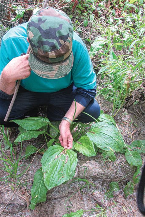 PLANTAIN, THE EDIBLE WEED - American Outdoor Guide